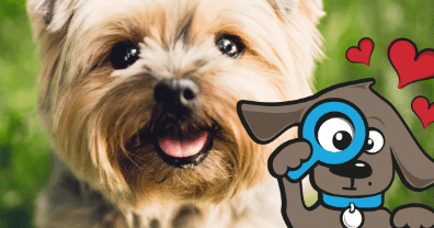 Hondenverzekering? 40 Redenen om je hond wel of niet te verzekeren